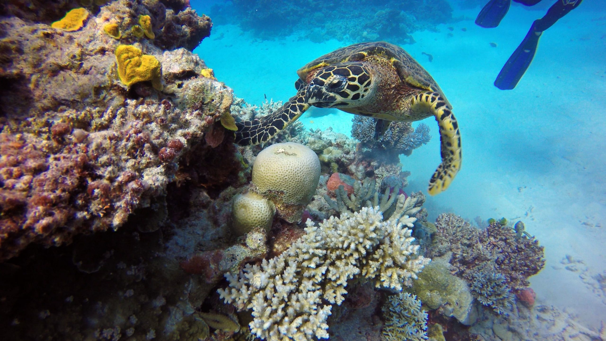 Australia’s Great Barrier Reef evades UNESCO’s ‘danger list’
