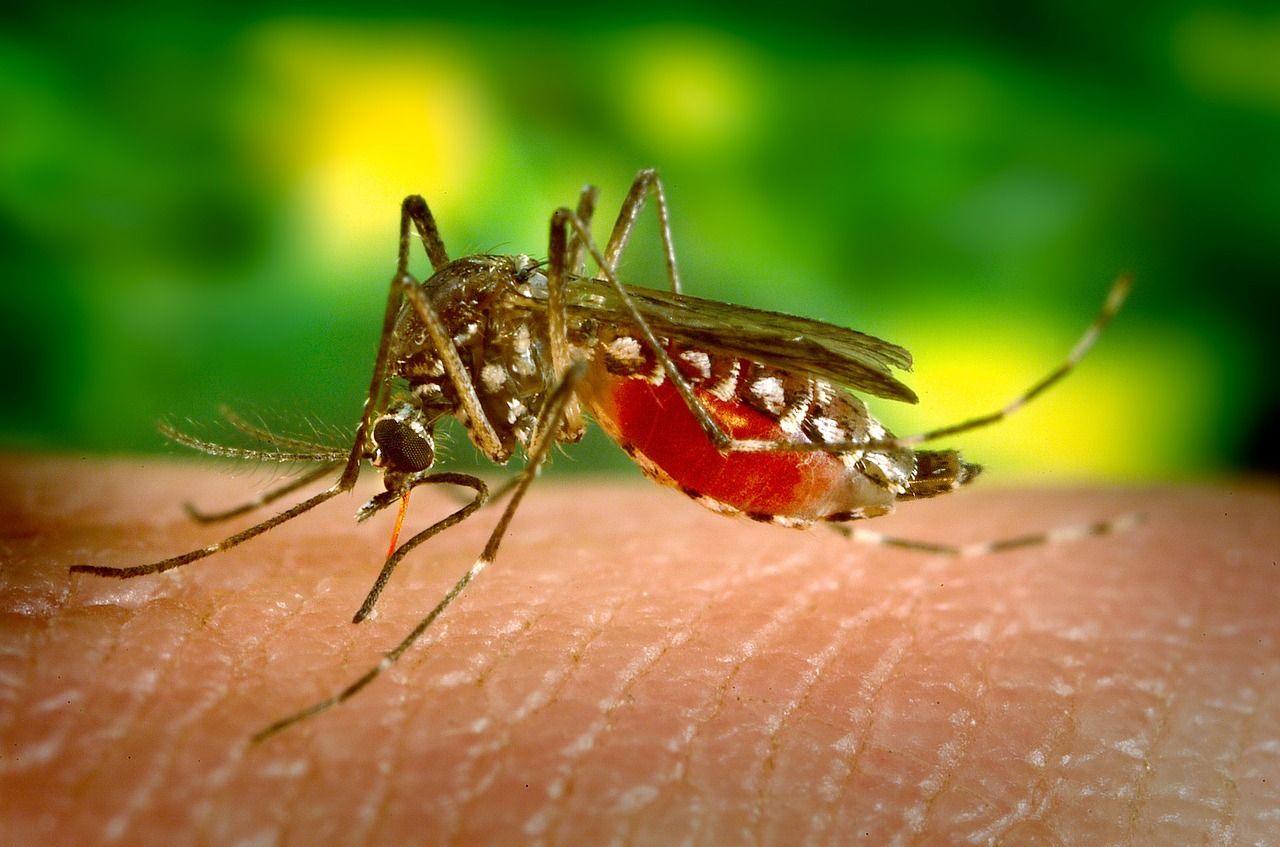 Suffering from dengue? Watch out for these symptoms to identify severe infection