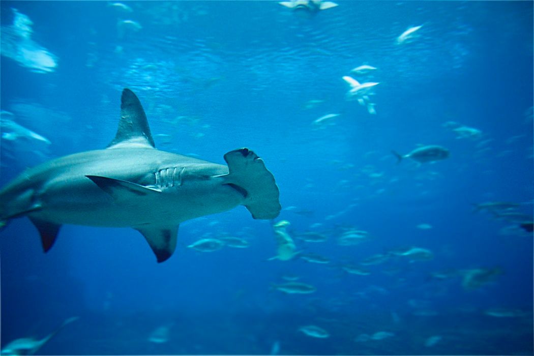 Hammerhead shark charges toward swimmer on Florida beach. Watch