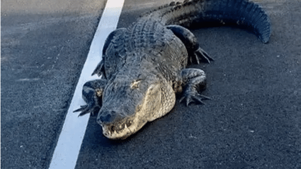 Watch: 11-foot-long alligator blocks traffic on a Florida highway