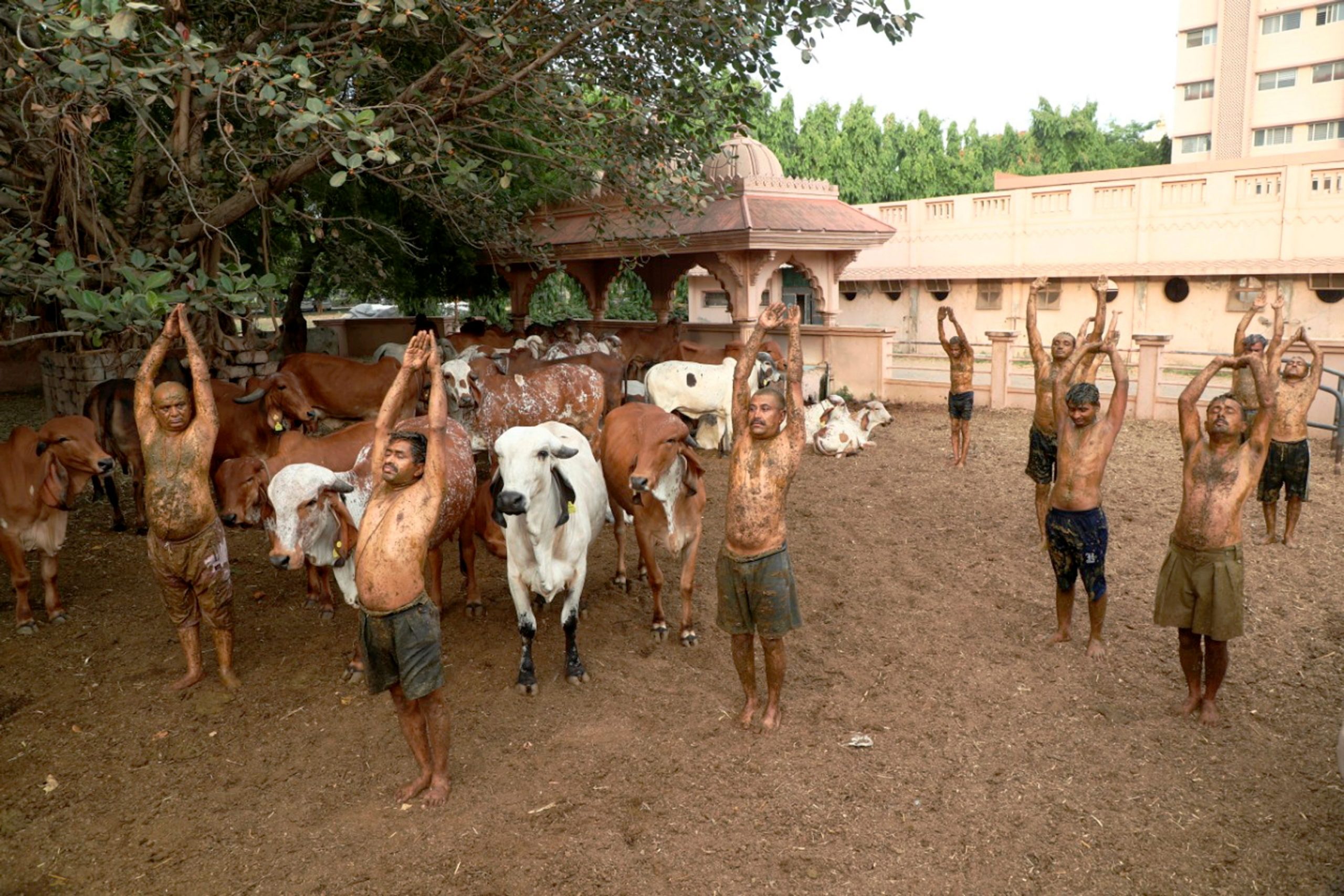 Doctors warn against cow dung therapy for COVID-19, say can cause infections
