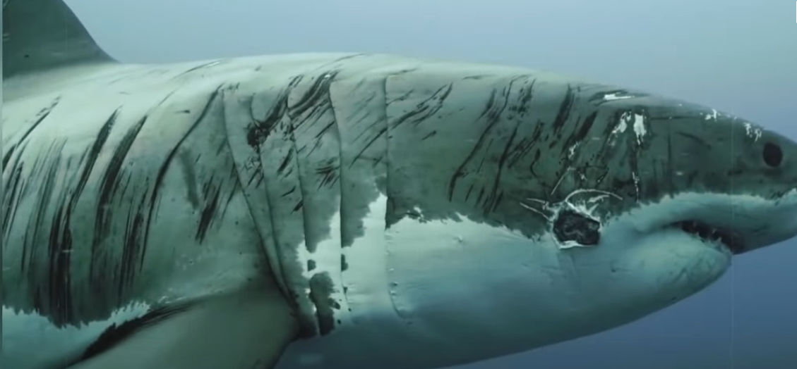 Researchers discover the worlds most battered great white shark | Watch