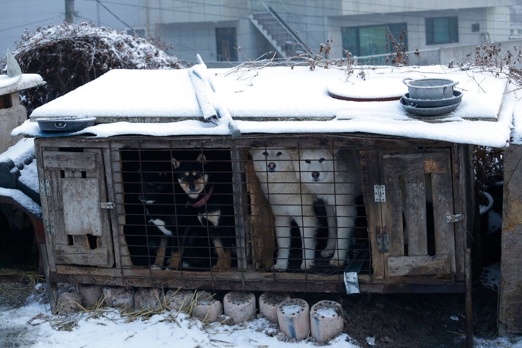 South Korea to launch task force to consider outlawing dog meat consumption