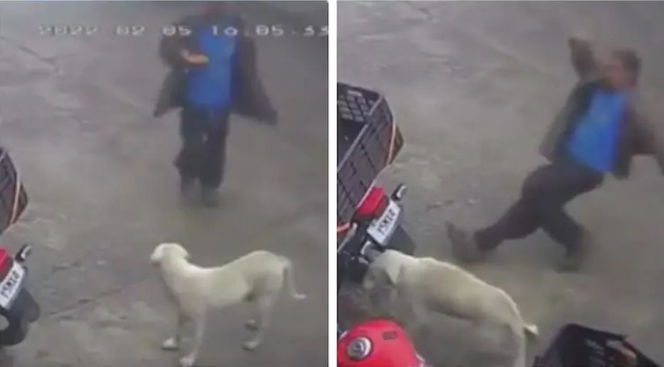 Man tries to kick stray dog but ends up falling down, watch the viral video