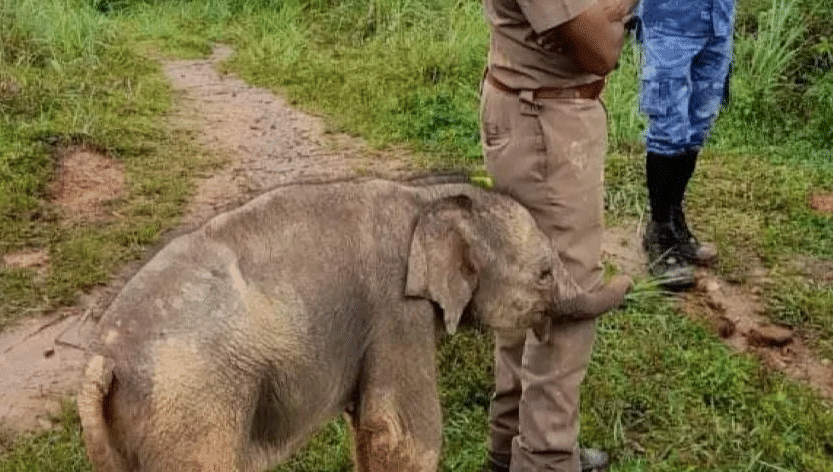 Watch | Rescued baby elephant hugs forest office in this viral picture