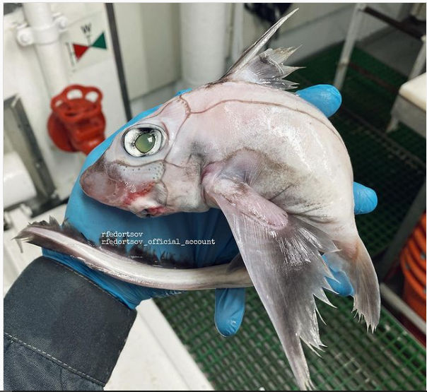‘Frankenstein fish’: Russian fisherman finds strange-looking creature. See pic