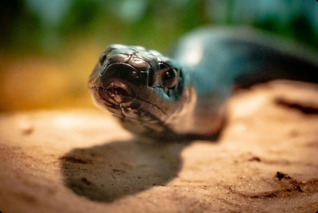 Rare indigo snake found in Alabama for only the second time in 60 years