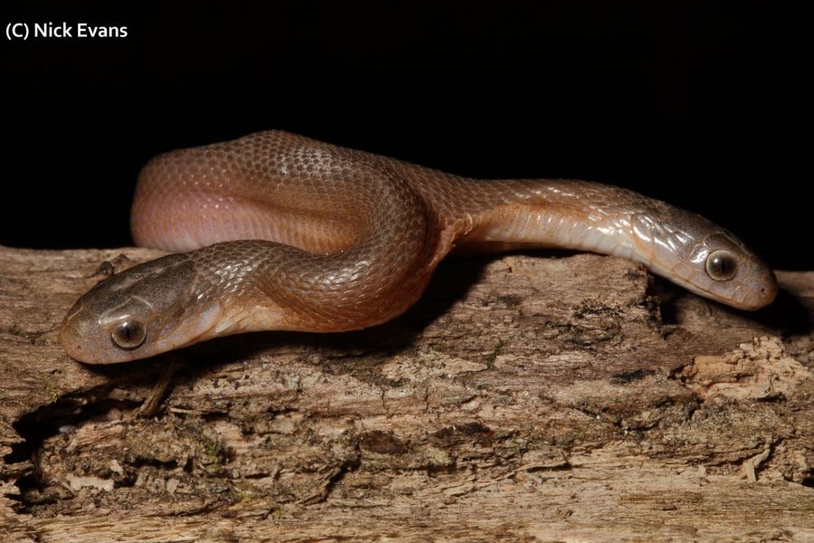 In a rare appearance, officials rescue two-headed snake in South Africa