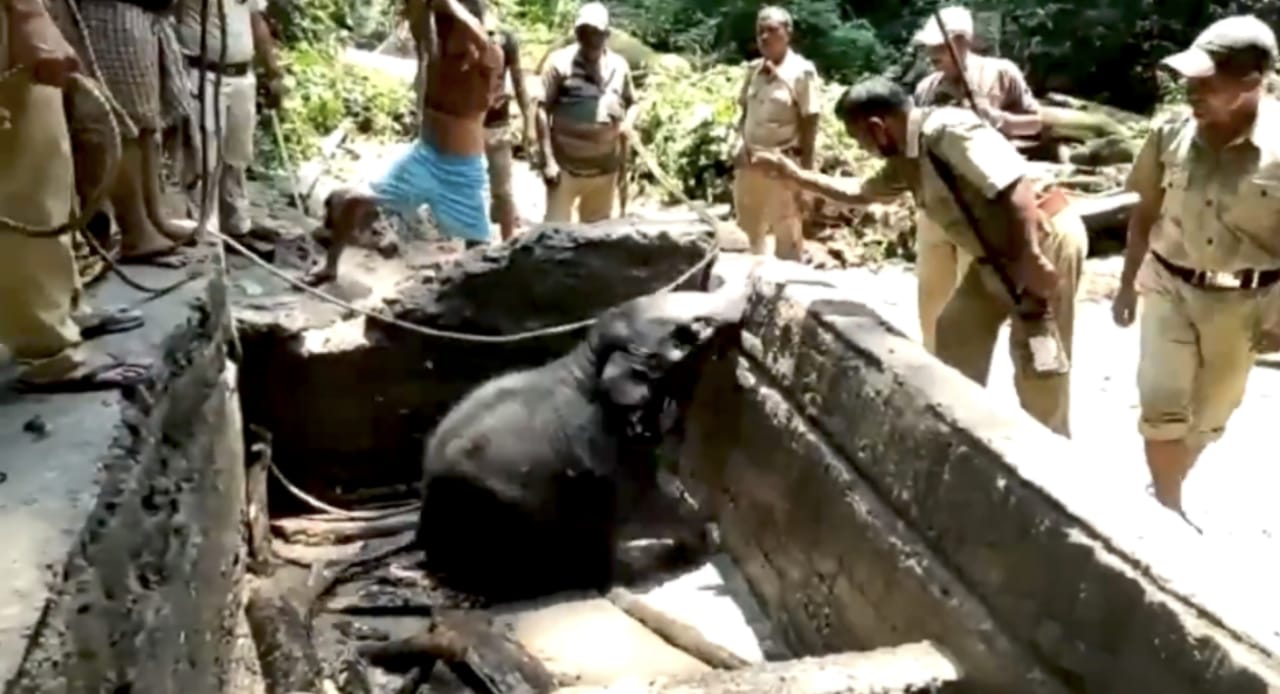 Baby%20elephant%20rescued%20from%20a%20reservoir%3B%20netizens%20praise%20forest%20officials