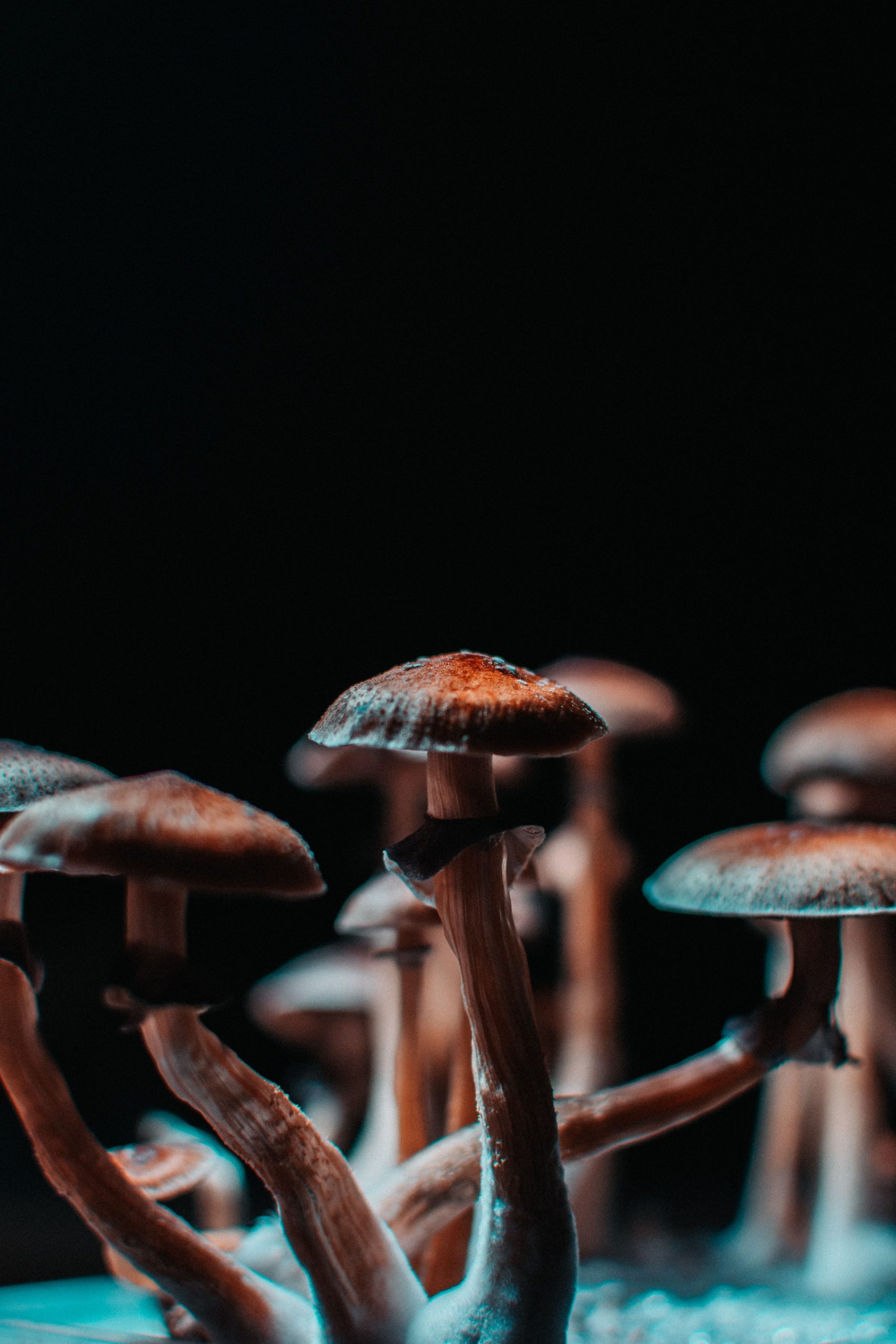 Can magic mushrooms treat depression? Here’s what studies say