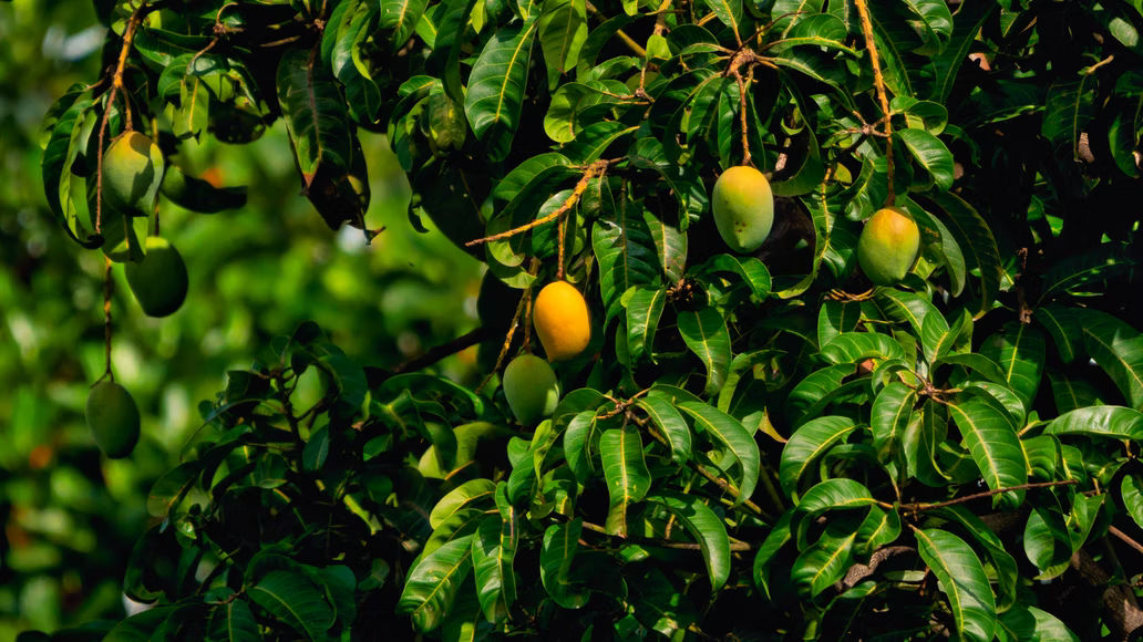 Amazon Quiz: In which country is the tree of this fruit the national tree?