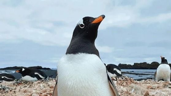Lonely%20penguin%20jumps%20into%20a%20tourist%20boat%20in%20Antarctica.%20Watch