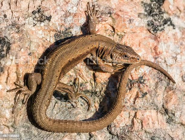 Land of many weird animals: Snake-like lizard seen in Australia