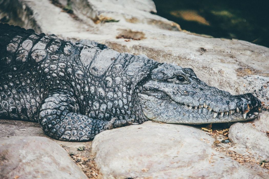 Giant alligator wanders across Florida golf course | Watch