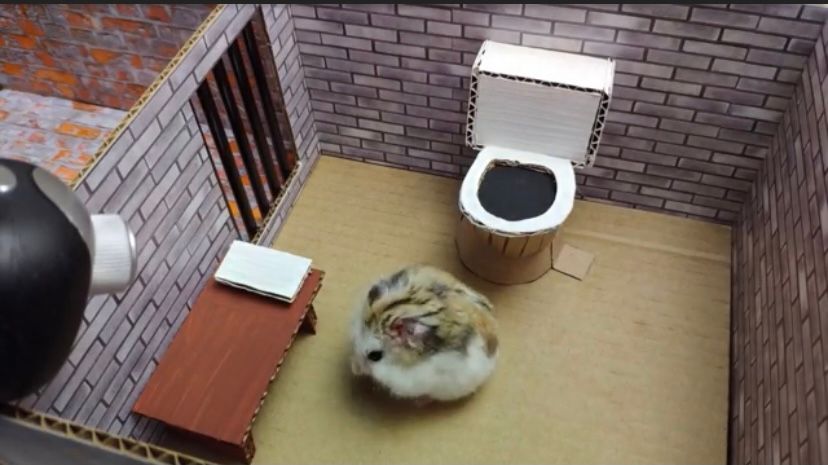 Hamster%20Prison%20Break%20videos%20are%20breaking%20the%20Internet%20and%20they%20are%20adorable%uD83E%uDD70%20