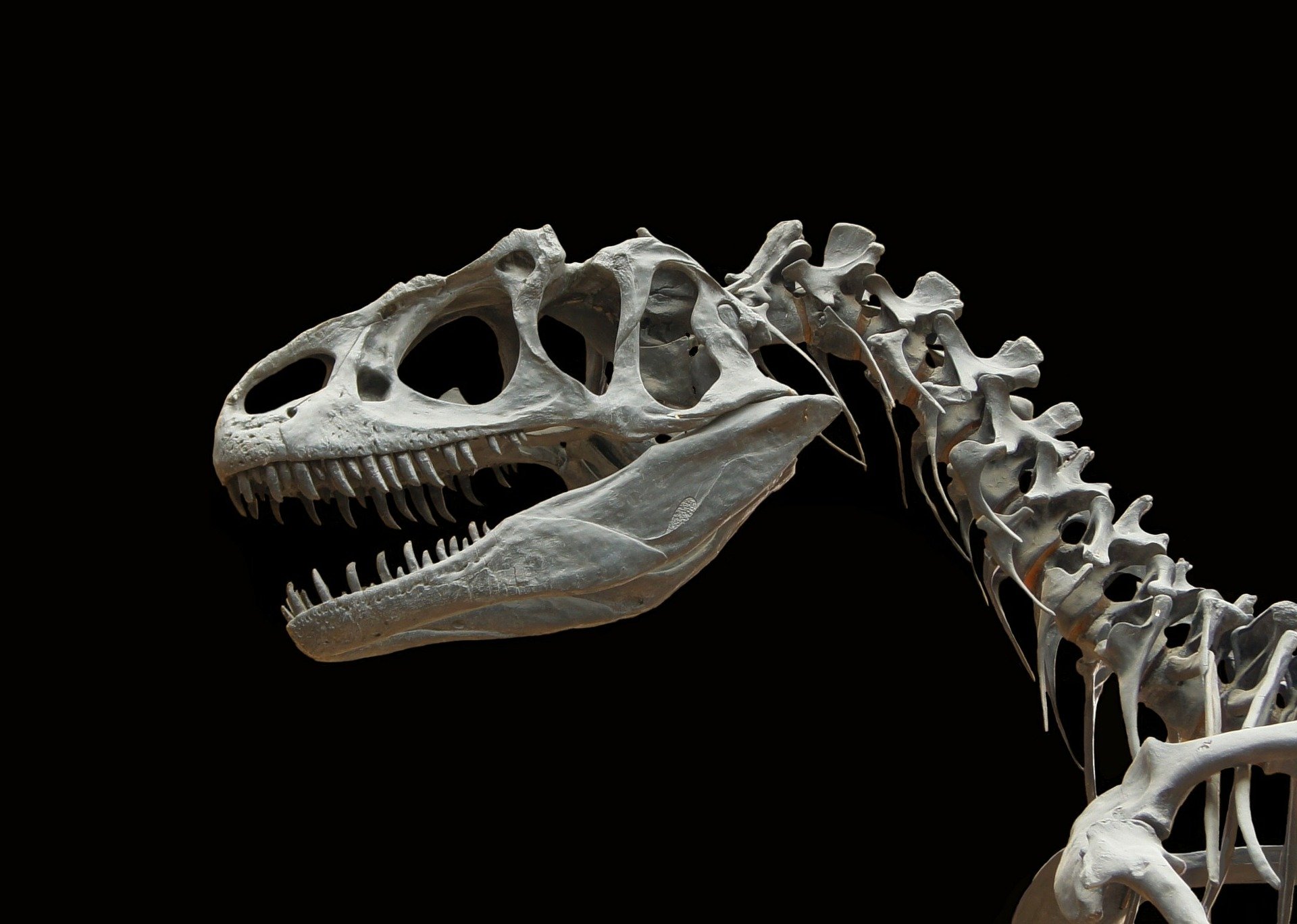 Mexican paleontologists identify new ‘talkative’ dinosaur species