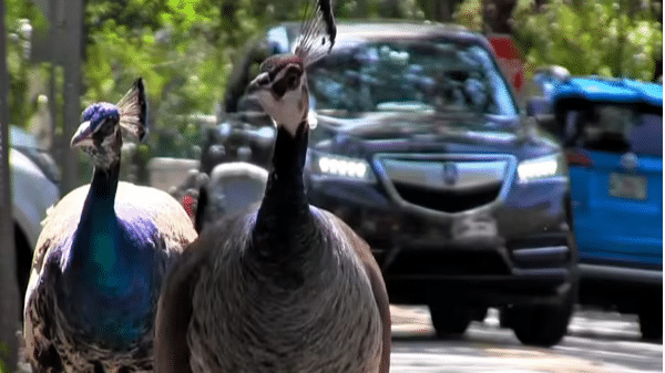 Miami agrees to do something about its peacock problem