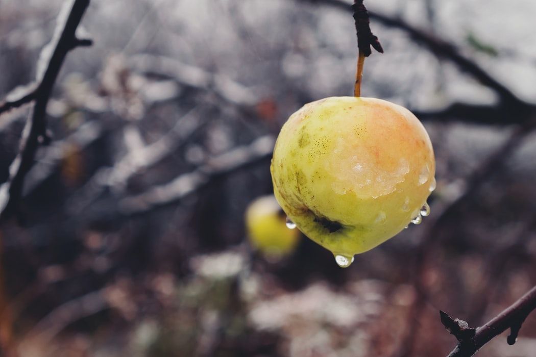 Italy’s sparkling apple trees are frozen to survive