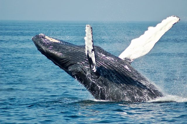 What is whale vomit and why it is Illegal in India?