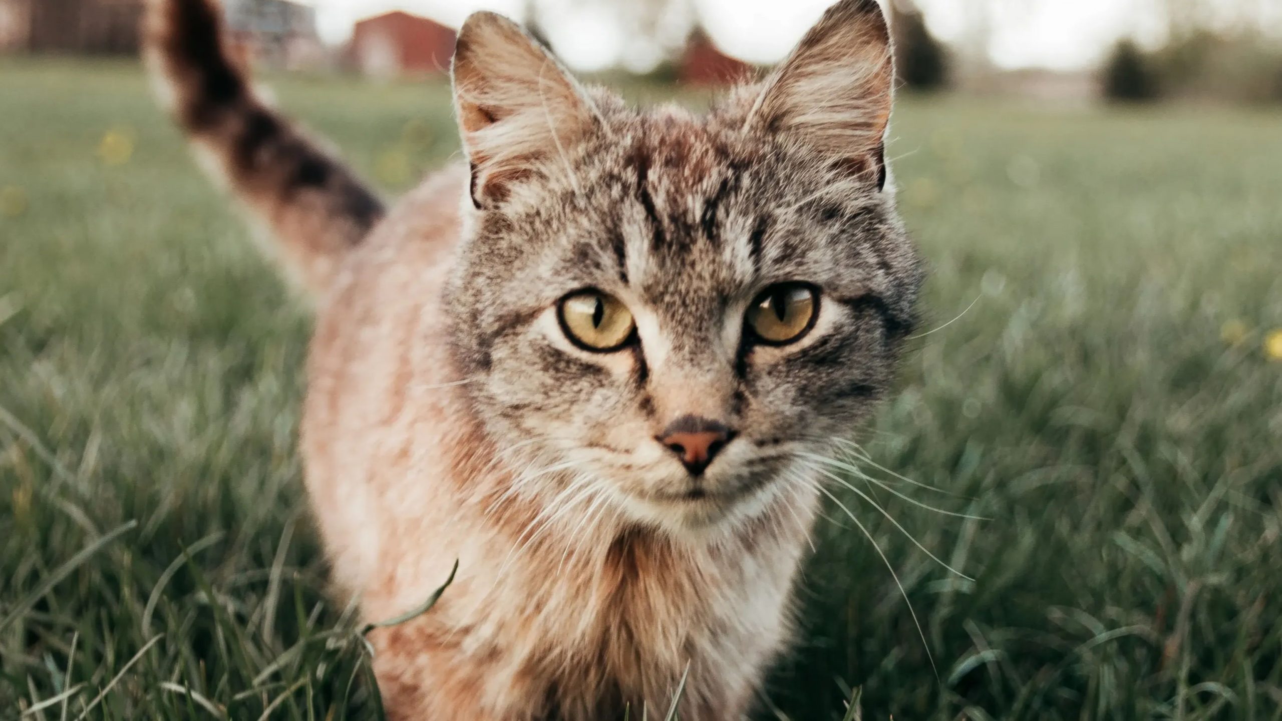 International Cat Day: Five signs that you have a Cattitude problem