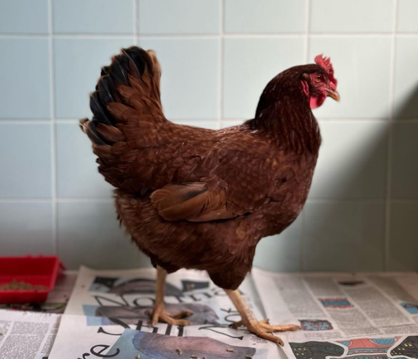 Cluckin’ Hell: Chicken taken into custody after sneaking into the Pentagon