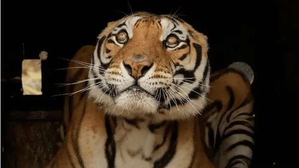 Population of tigers nearly tripled in Nepal, but attack on humans cause alarm