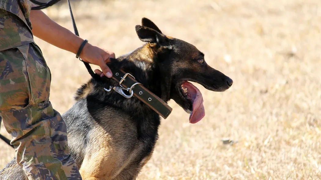 Dogs to the rescue: Chile Police train canines to detect COVID-19 in early stages