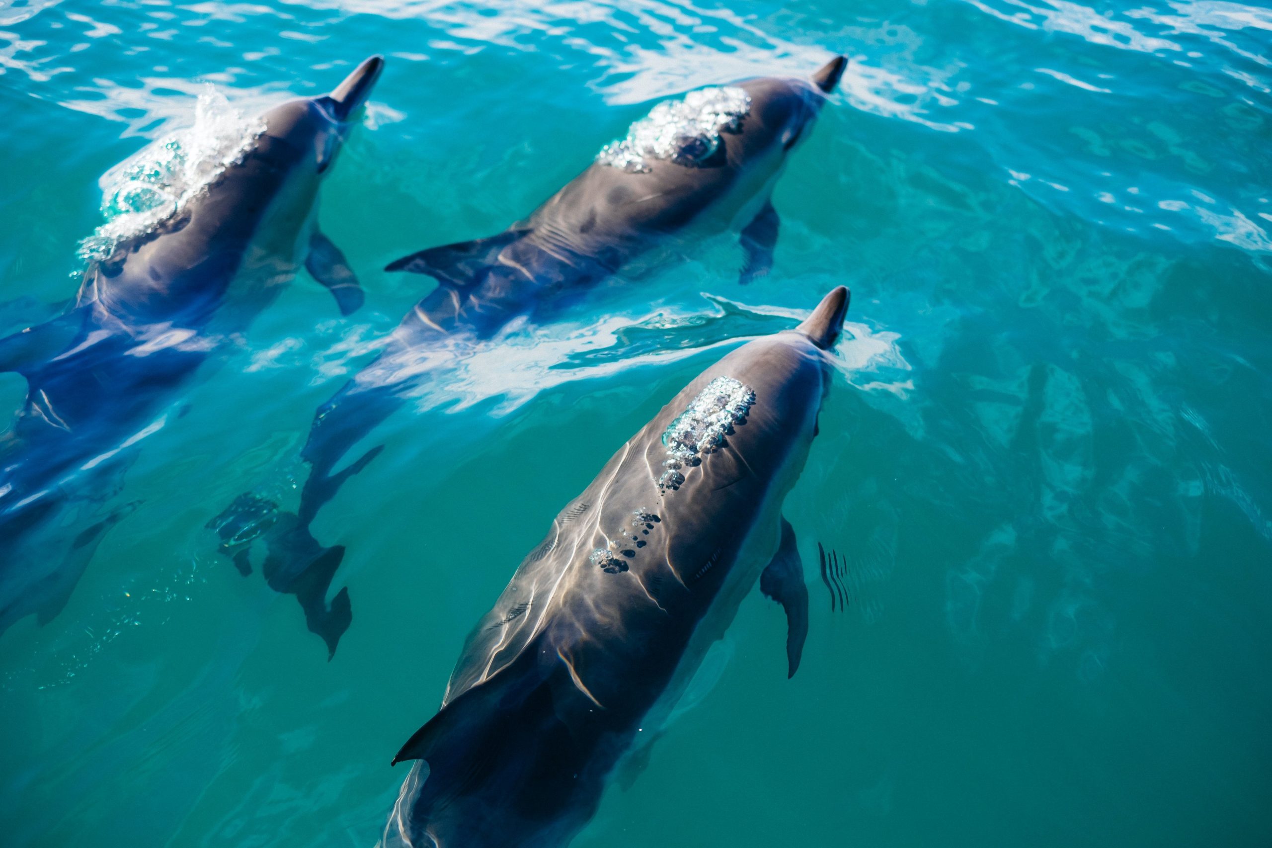 Massacre of nearly 1500 dolphins in the Faroe Islands sparks outrage
