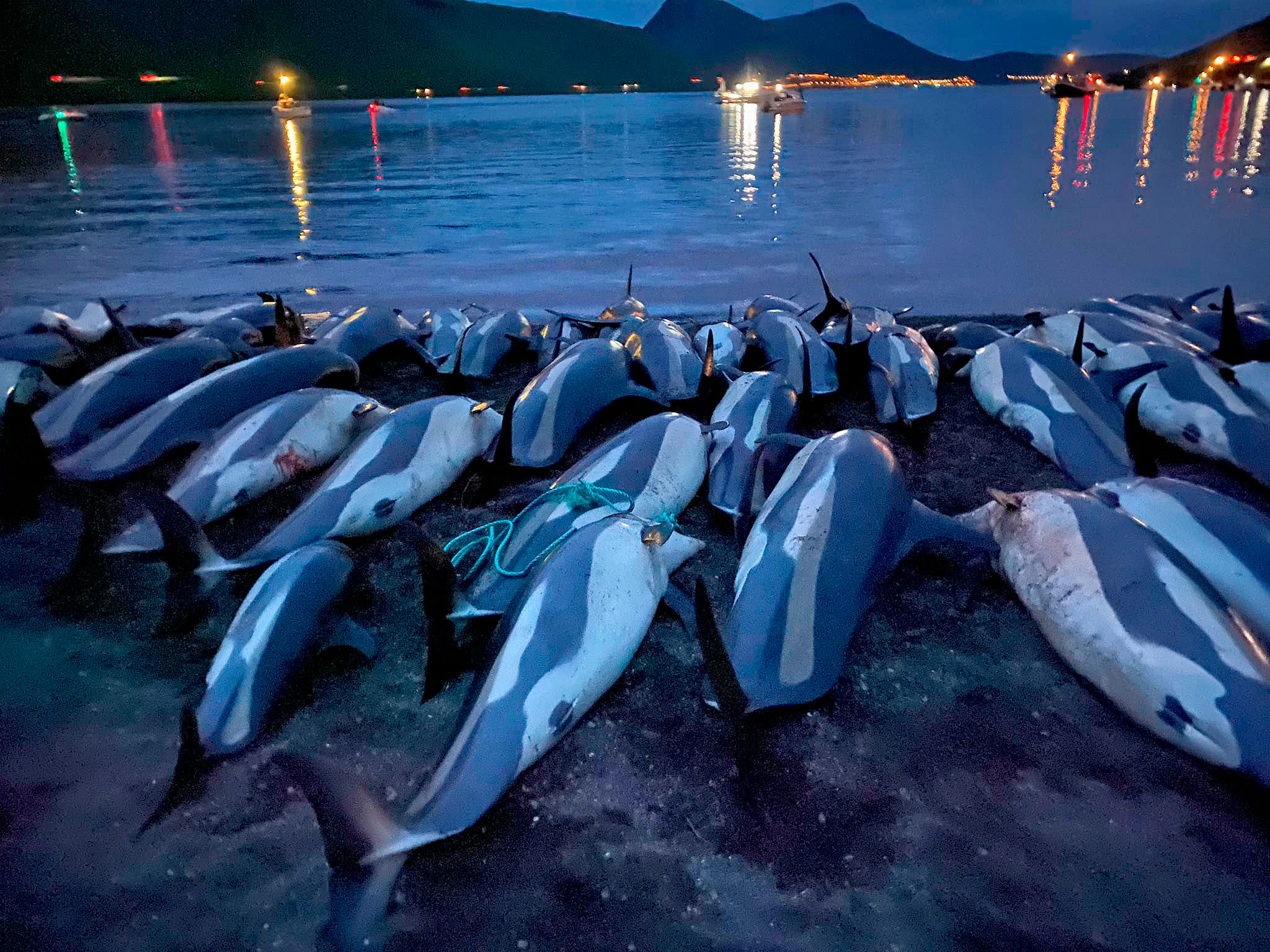 Animal rights group calls for end to dolphin slaughter in Faroe Islands