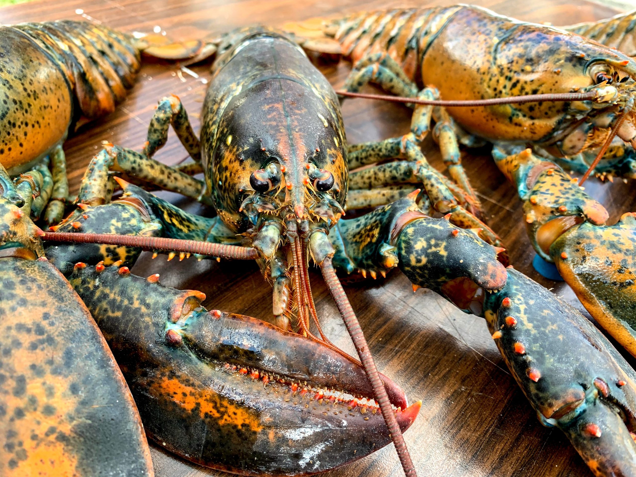 Fisherman catches huge lobster, claims it is 100 years old