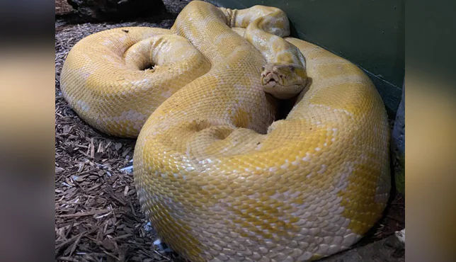 Python found in mall ceiling after going missing for 2 days. Watch