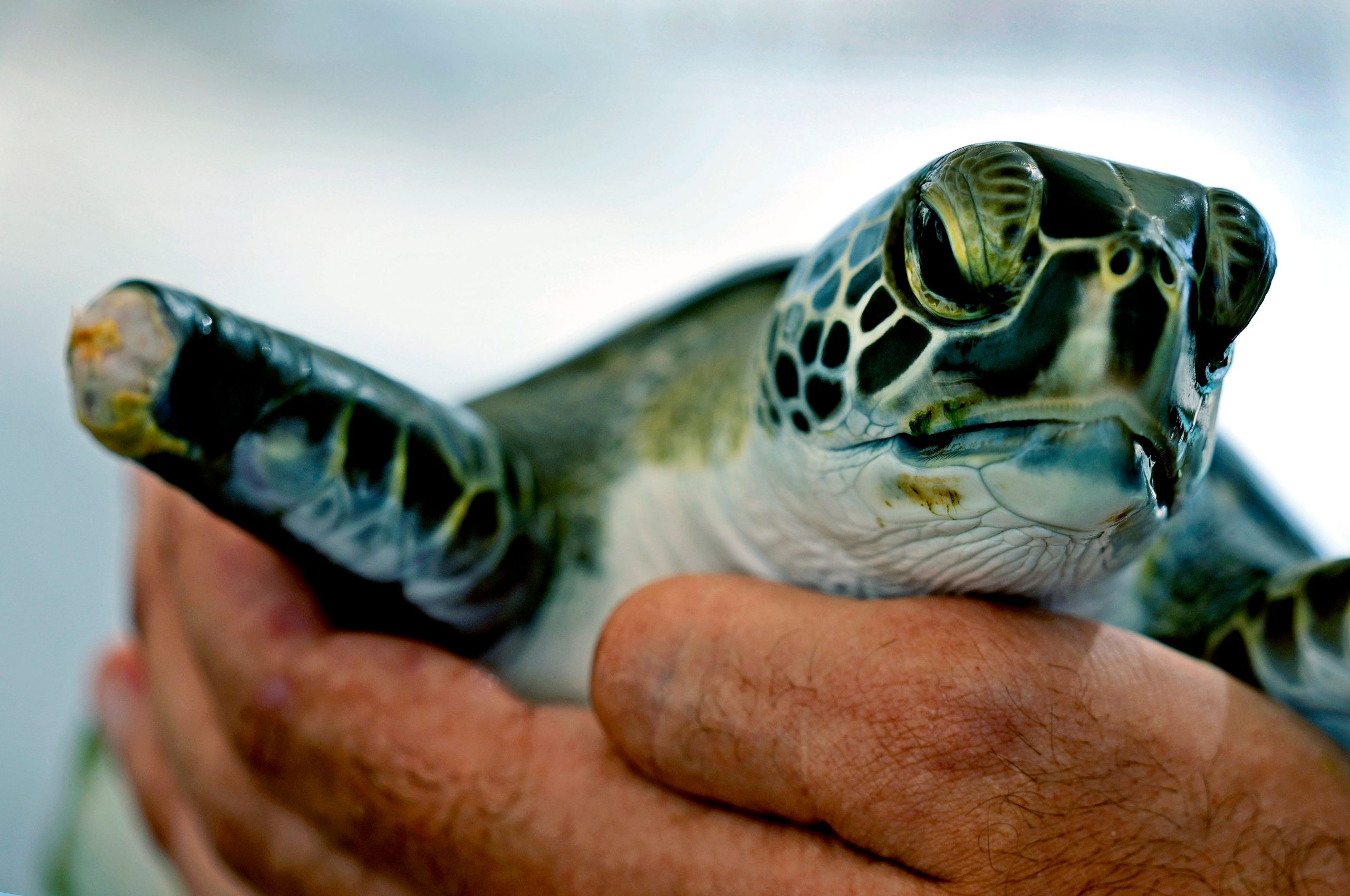 Why are 99 percent of turtles in the world turning female?