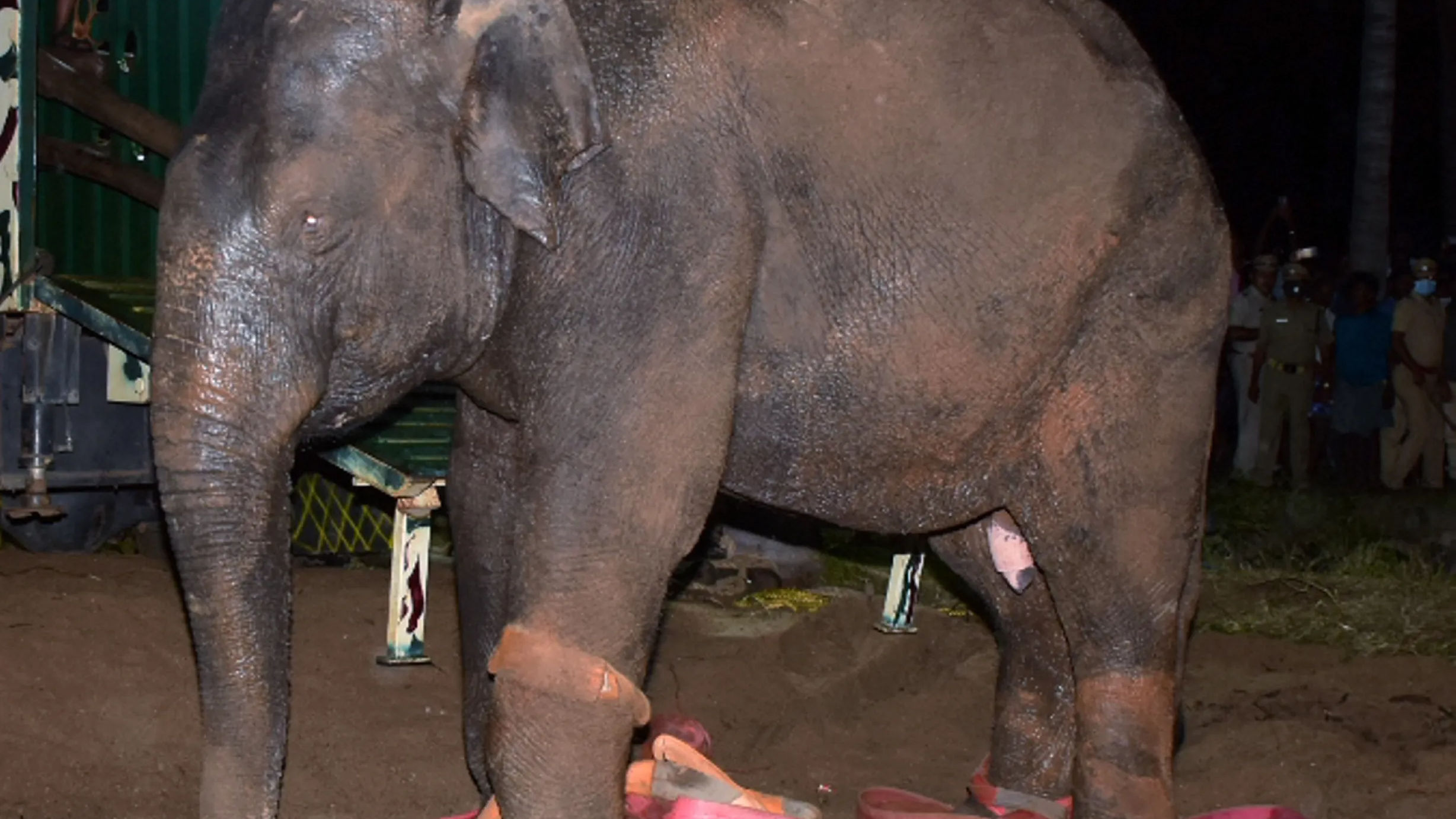 Elephant dies of burn injuries after people throw burning tyre at it in Tamil Nadu
