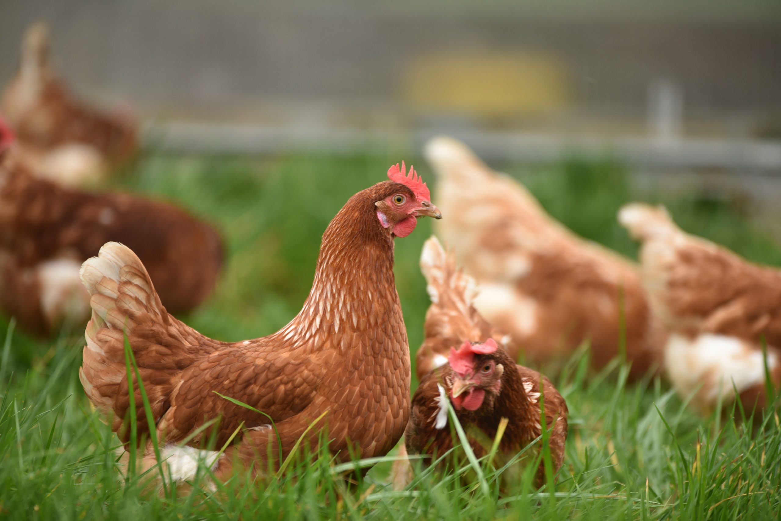 Bird flu case puts chicken, turkey farms on high alert in US
