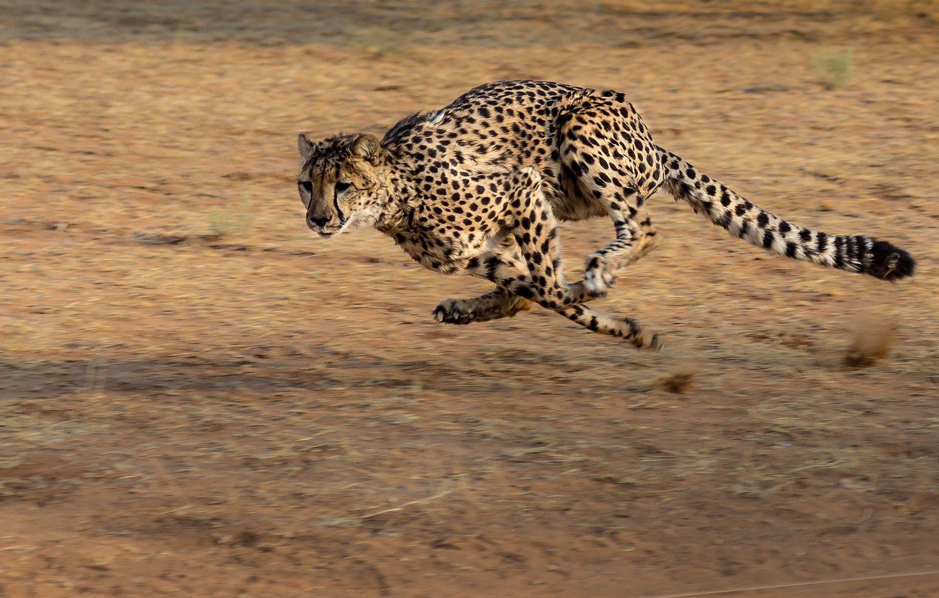 Amazon Quiz: In 2012, Sarah- a member of this species, completed a distance of 100 metres in how many seconds?