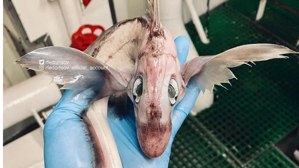 Fisherman hauls in a bizarre creature that looks like a ‘baby dragon’