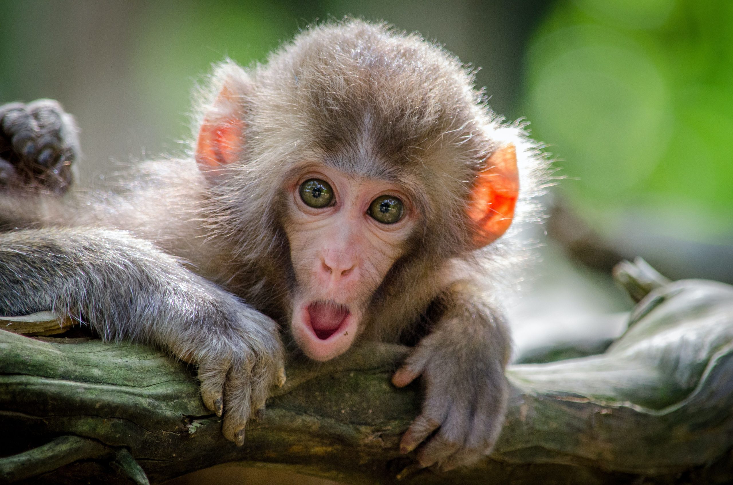 Viral video: Zoo monkey’s reaction to magic trick is winning the internet