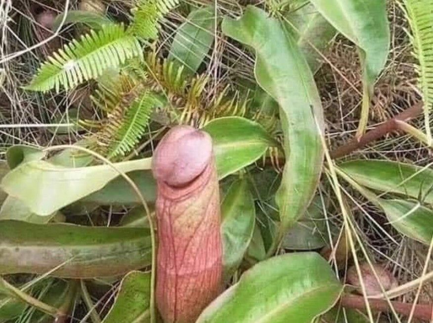 Why Cambodian government wants people to stop picking ‘penis plant’
