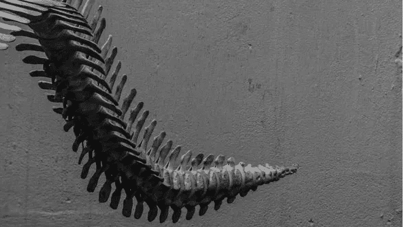 Fossil of tiny dino-like creature found in US, sheds new light on animal evolution