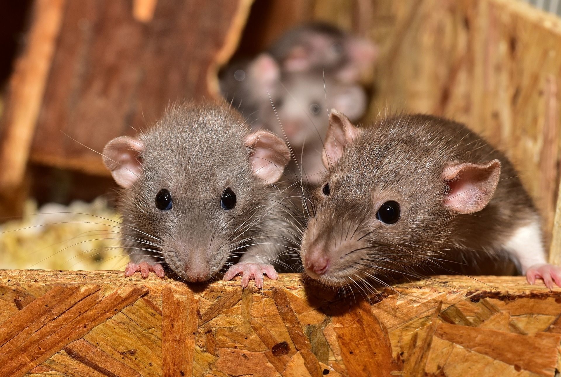 Lassa fever: One dead in UK of Ebola-like virus, all you need to know