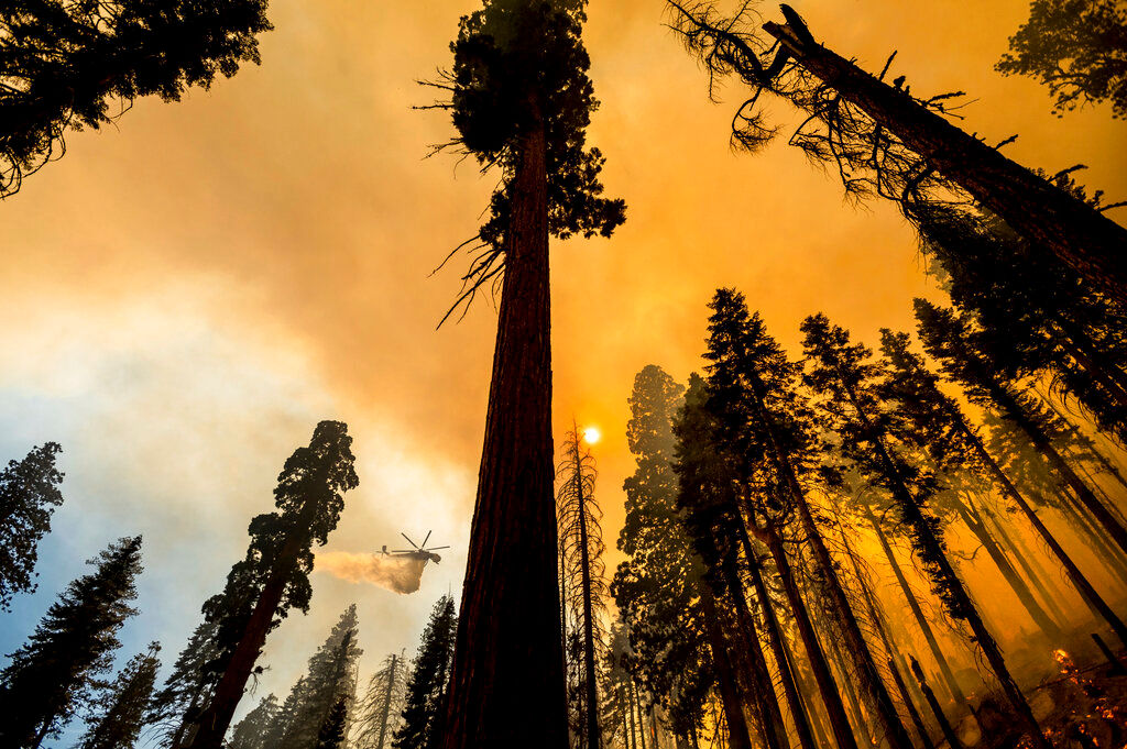 Aftermath of California wildfires causes thousands of trees to be uprooted