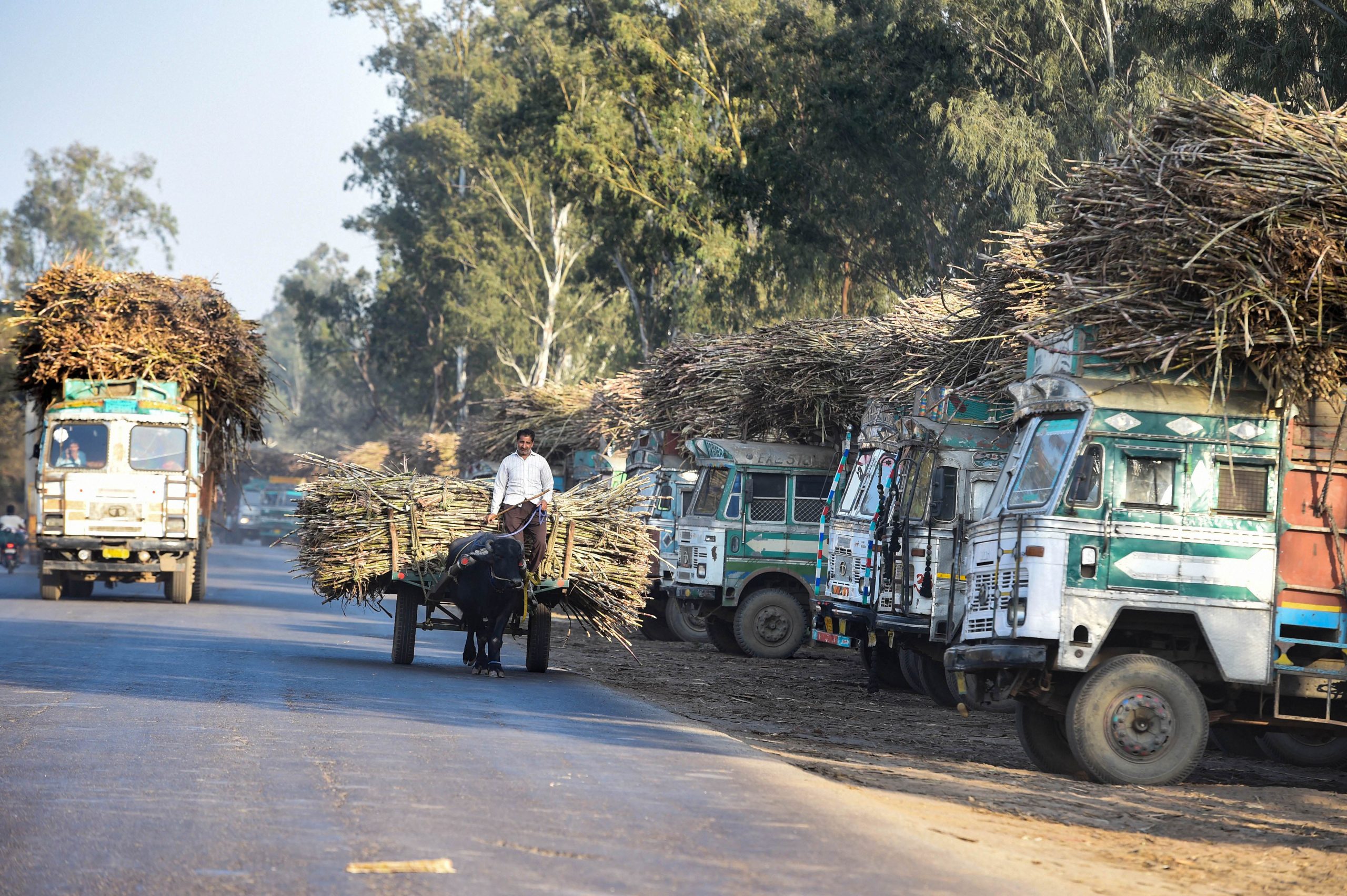 Sugarcane farmers discontent in focus in UPs Thana Bhawan constituency