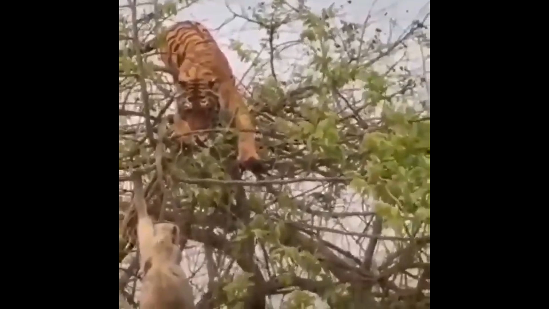Video of fight between tiger, monkey teaches Twitterati a lesson. Watch