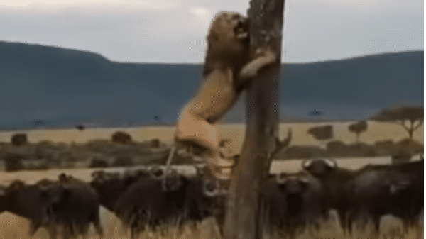 Viral | lion climbs a tree to escape buffalo stampede
