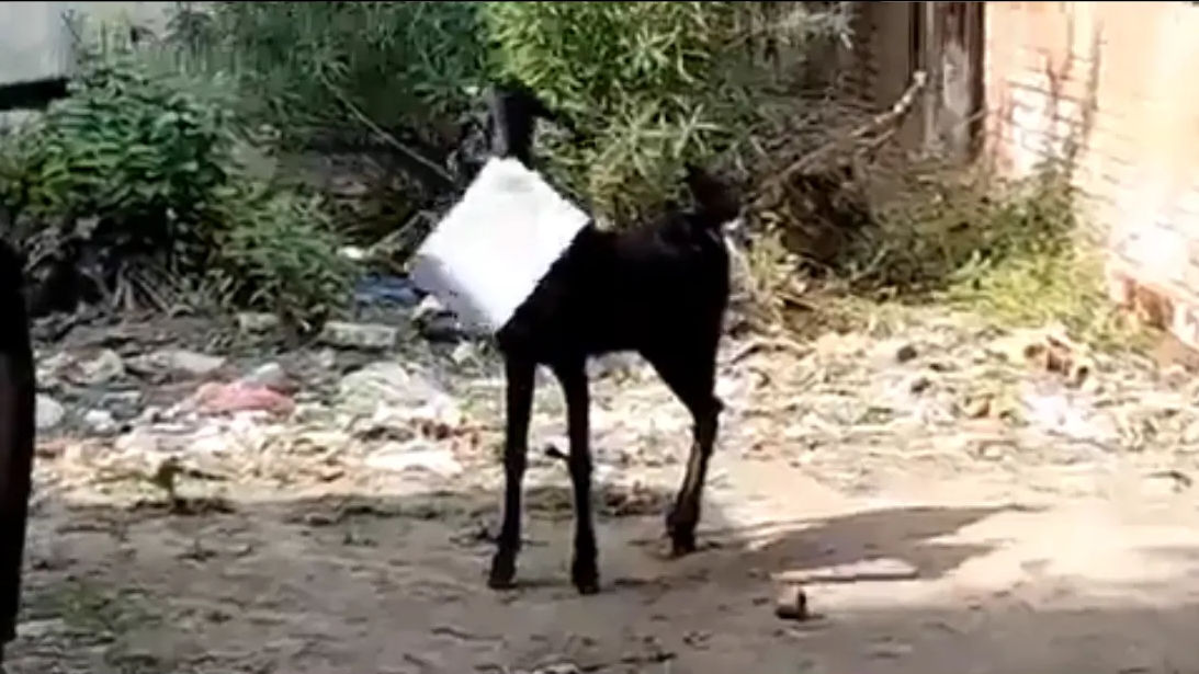Goat in Kanpur turns smooth criminal, runs off with official papers
