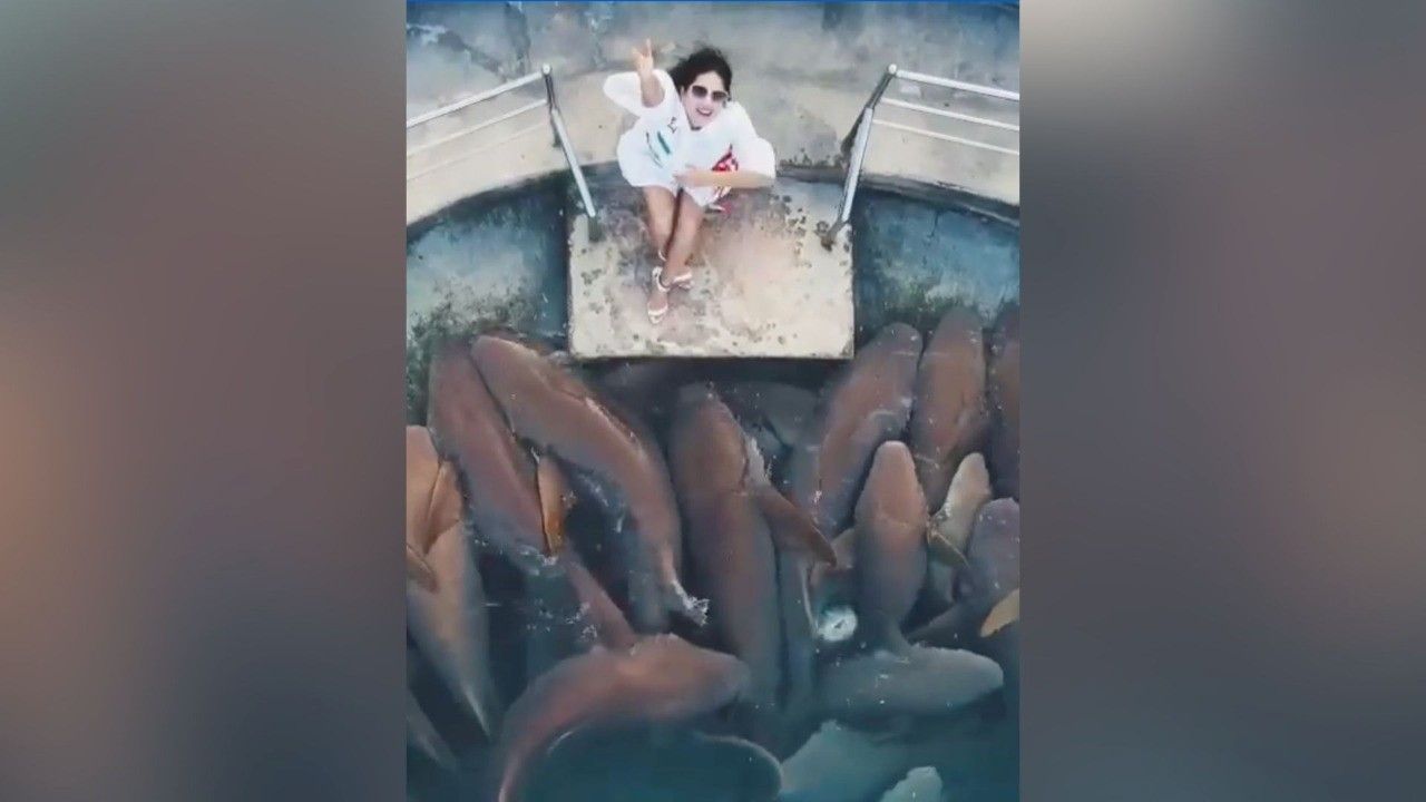Sunny Leone encircled by sharks in Maldives, shares video on Instagram