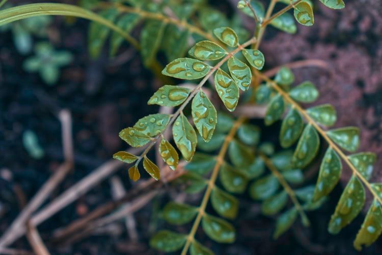 Health benefits of curry leaves: Here’s what research says