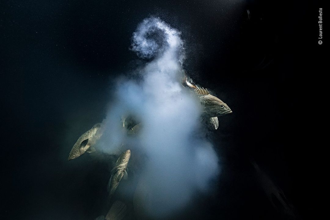 Wildlife Photographer of the Year 2021: ‘Explosive Fish Sex’ wins top prize