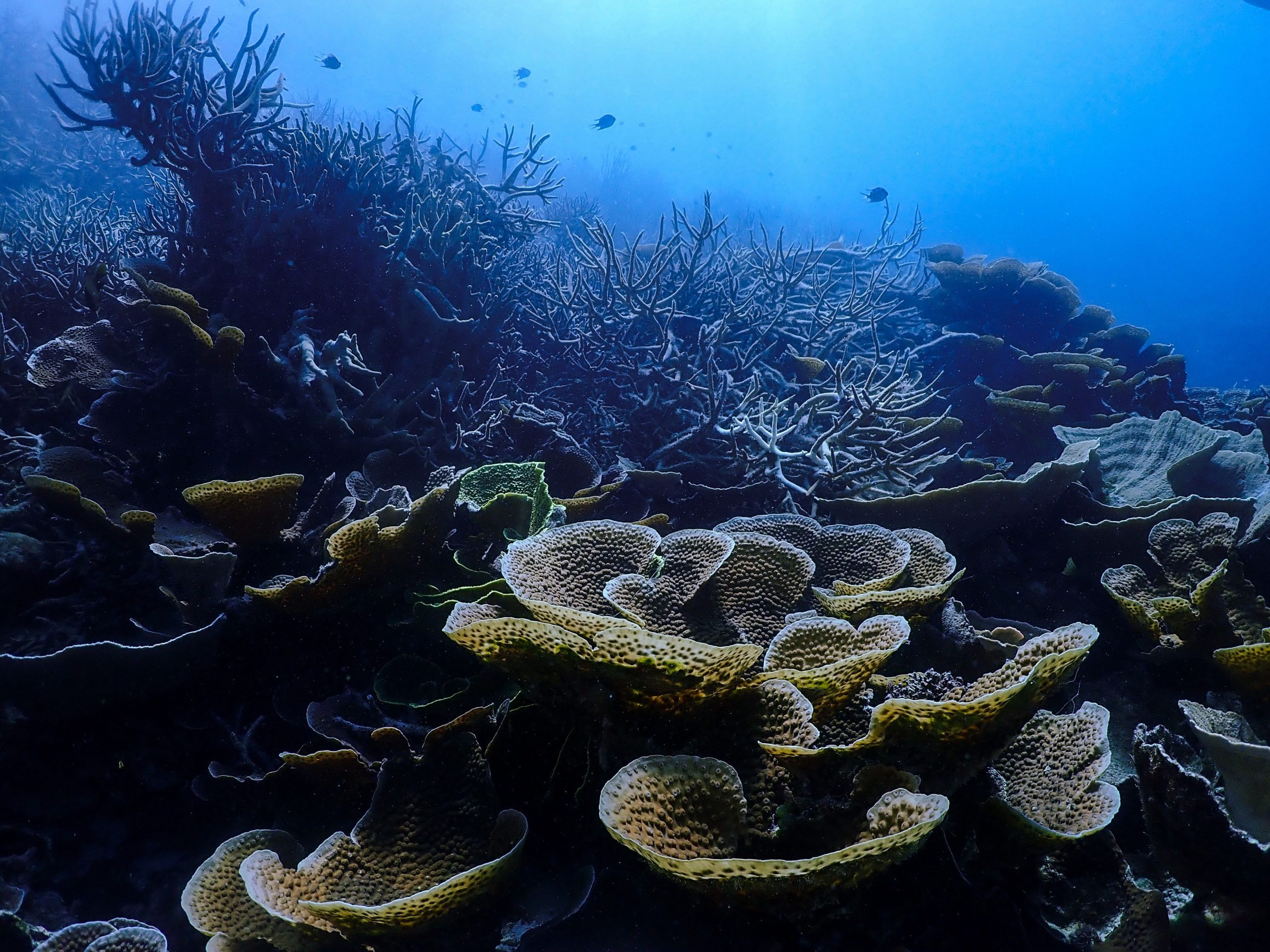 Great Barrier Reef’s corals in steep decline