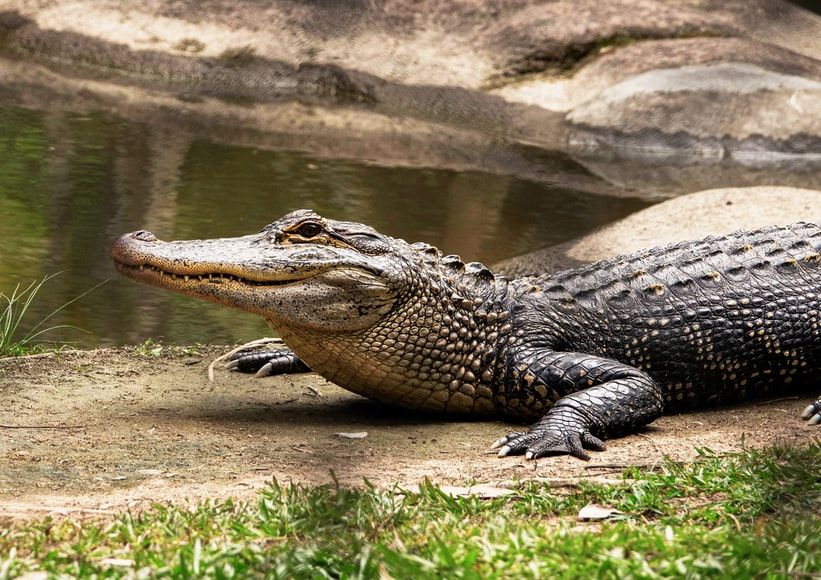 Watch: Crocodile escapes zoo van, attempts to break free on road